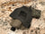 Micro Paddle Holster - EIGHT2TEN- Kydex Holsters