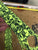 Skulls Rail Guards
